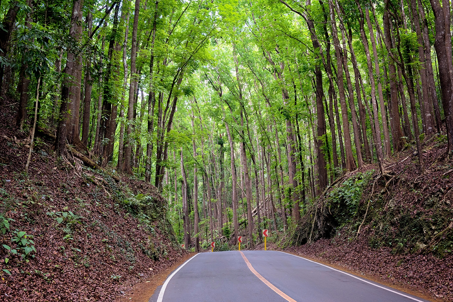 `Man-Made Forest`, Bohol – Philippines